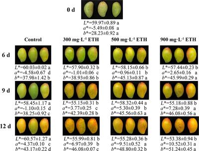 Exogenous Ethylene Promotes Peel Color Transformation by Regulating the Degradation of Chlorophyll and Synthesis of Anthocyanin in Postharvest <mark class="highlighted">Mango Fruit</mark>
